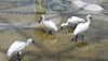 멸종위기 저어새 3마리, 인천 강화군 선두리 갯벌로 야생 복귀
