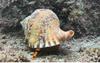 멸종위기 해양생물 5종, 다도해국립공원에서 발견